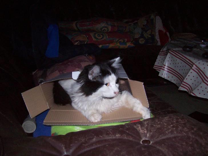 Blanding af racer Pussi - ingen æske er for lille billede 7