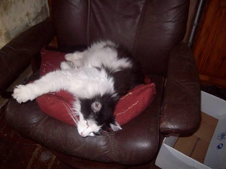 Blanding af racer Pussi - sjov måde at sove på  billede 8