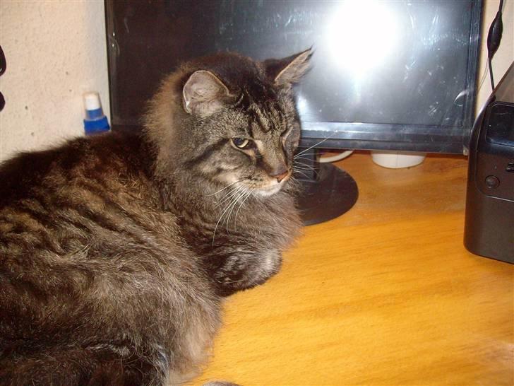 Maine Coon Digger    R:I:P: - Digger billede 1