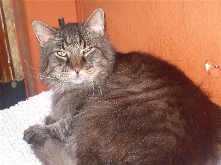 Maine Coon Digger    R:I:P: - Hej alle sammen  billede 2