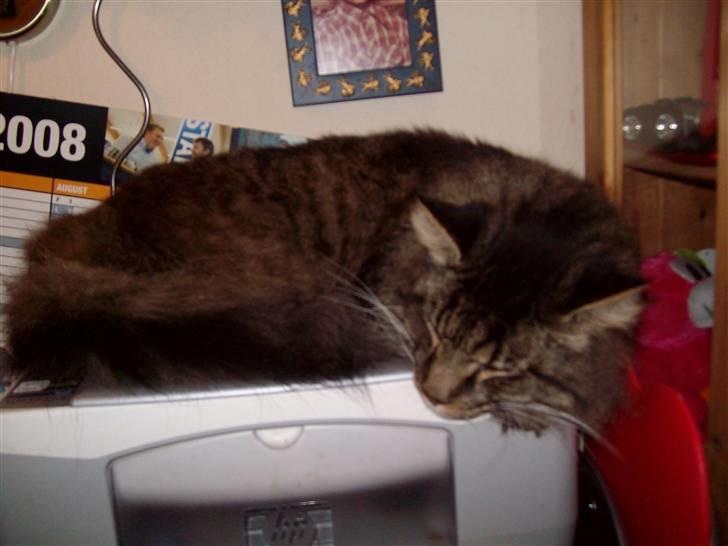 Maine Coon Digger    R:I:P: - zzzz zzz billede 3