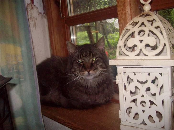 Maine Coon Digger    R:I:P: - Digger smukke  billede 4