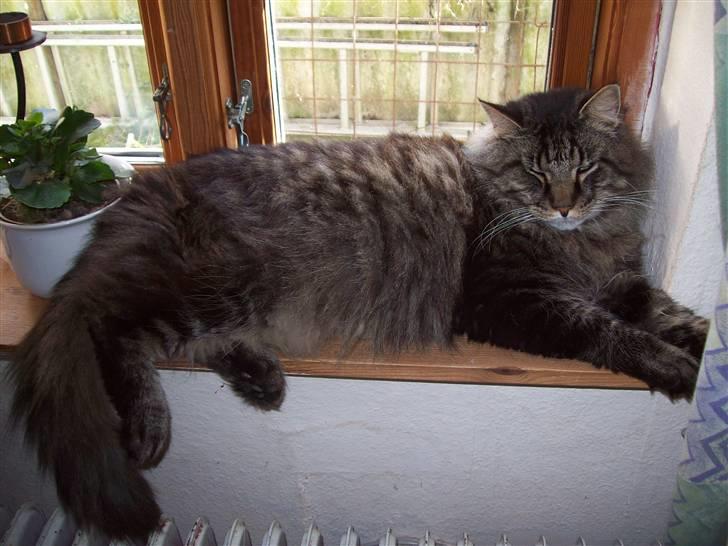 Maine Coon Digger    R:I:P: - så kan jeg i stedet kigge ud  billede 5