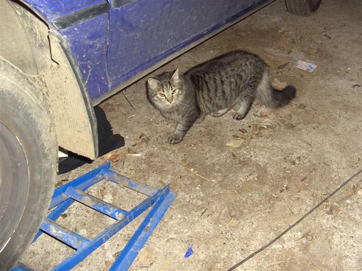 Blanding af racer bølle billede 13