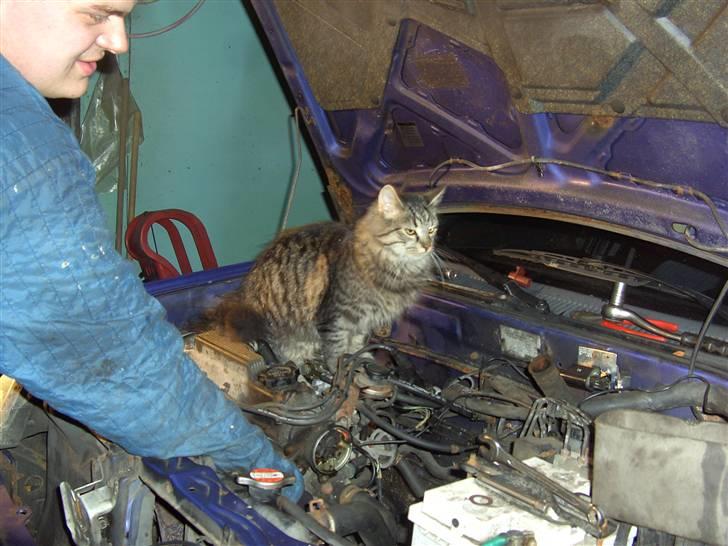 Blanding af racer bølle - bilen er har nu indbygget kattekræfter hehe billede 14