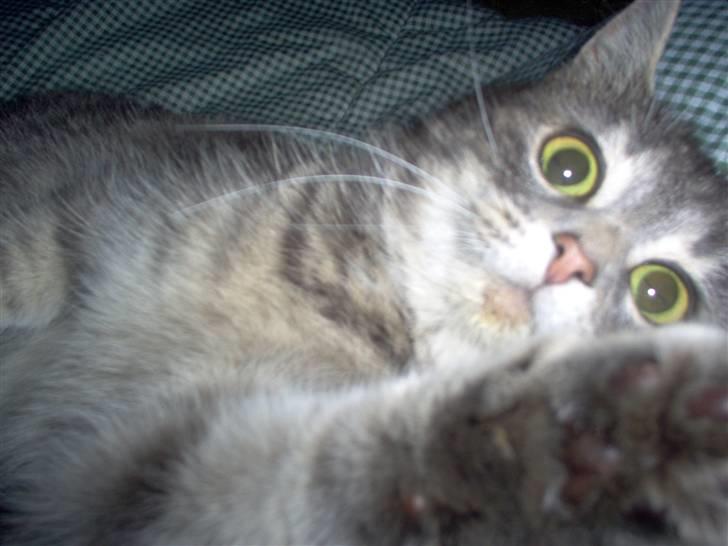 Huskat Timi - Velkommen til LulleMussen´s profil billede 1