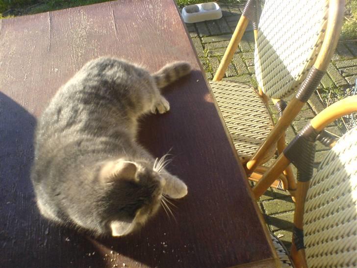 Huskat Timi - Hun ligger lige og daser på hendes ynglings bord billede 2