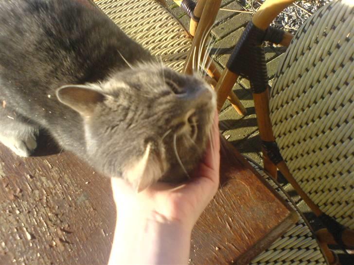 Huskat Timi - Mor´s kællefis billede 4