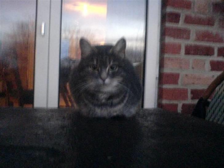 Huskat Timi - Jamen skat du bor jo nærmest på det her bord billede 5