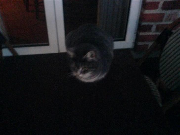 Huskat Timi - igen ligger du i solens sidste stråler og kigger ud over horisonten billede 6