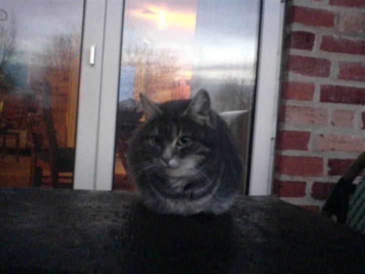 Huskat Timi - sov godt min skat,  billede 7