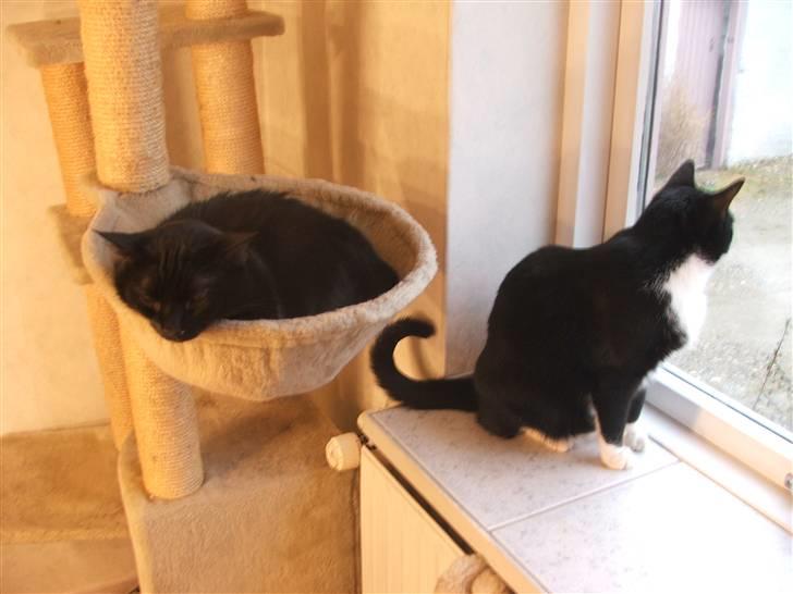 Huskat Solo billede 10