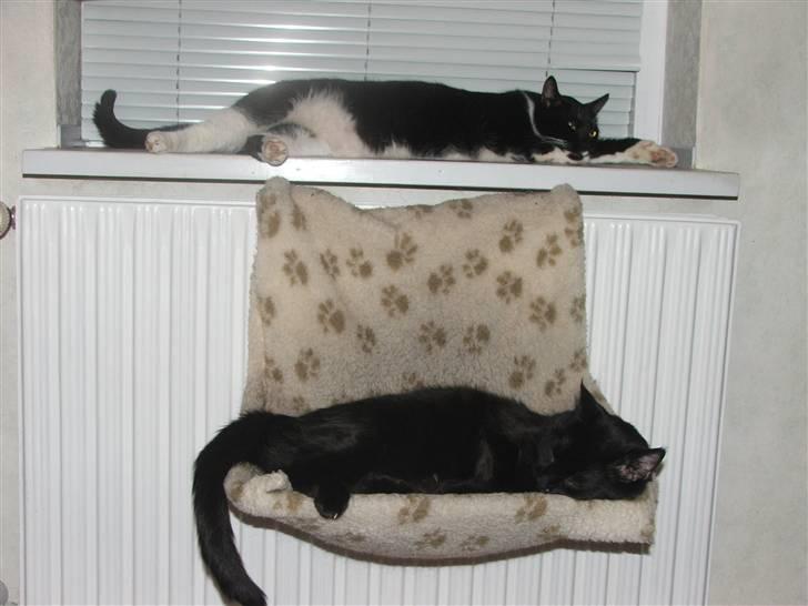 Huskat Solo billede 11