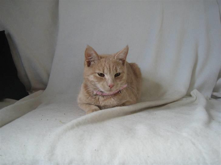 Huskat Millions | Sine | billede 13