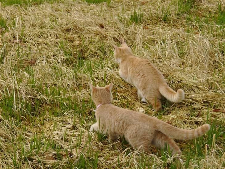 Huskat Millions | Sine | billede 14