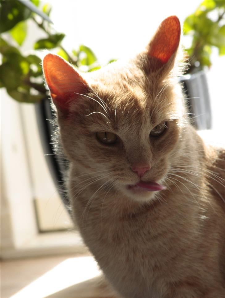 Huskat Millions | Sine | billede 15