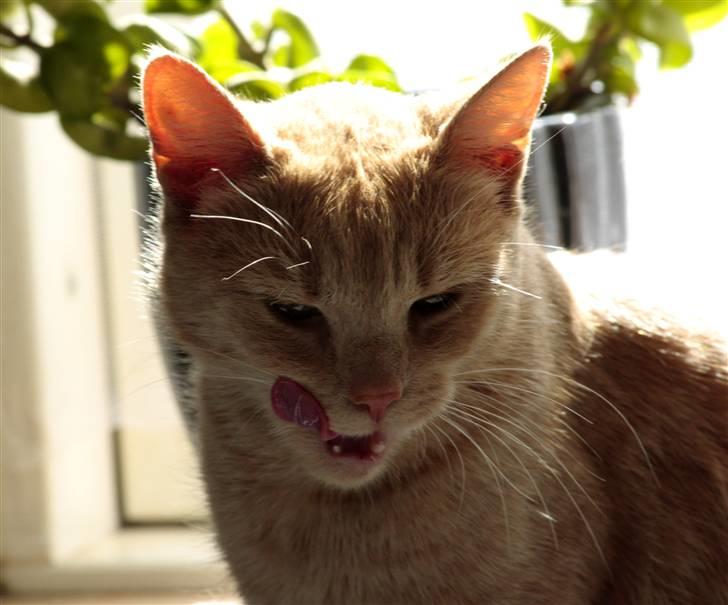 Huskat Millions | Sine | billede 16