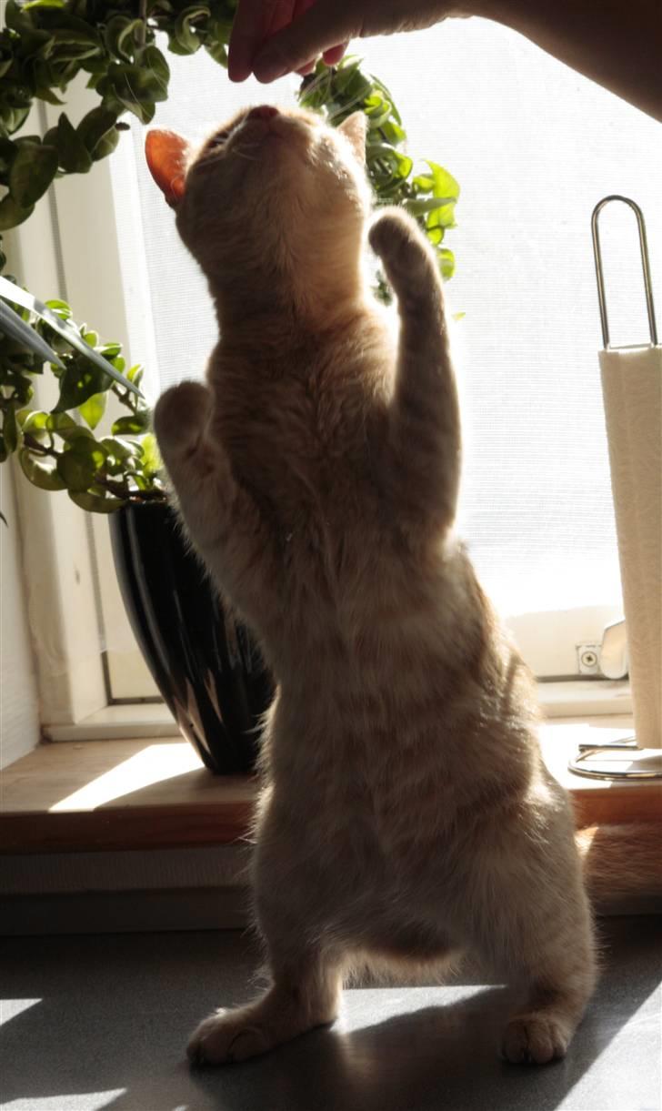 Huskat Millions | Sine | billede 17