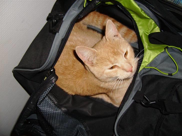 Huskat Millions | Sine | billede 18