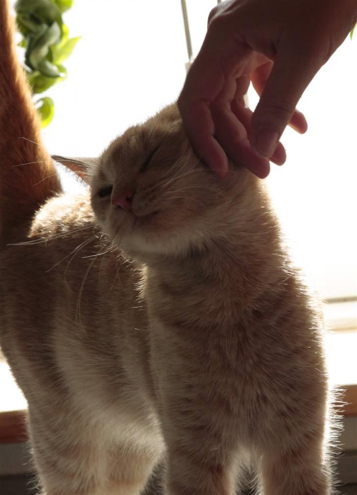 Huskat Millions | Sine | billede 19