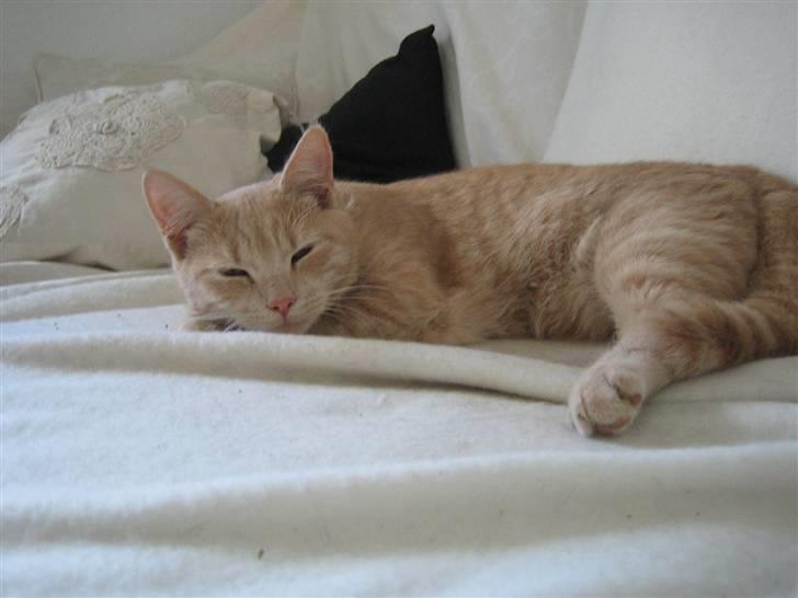 Huskat Millions | Sine | billede 20