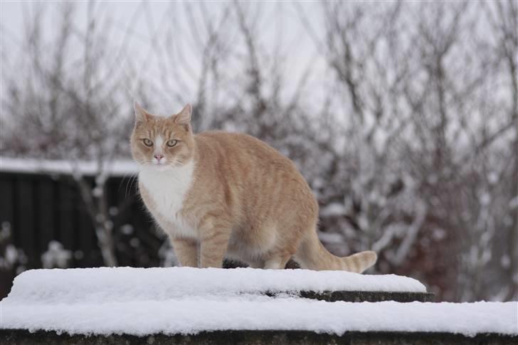 Huskat Millions | Magnus | billede 12