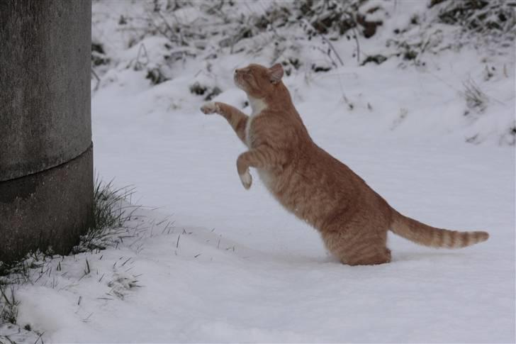 Huskat Millions | Magnus | billede 13