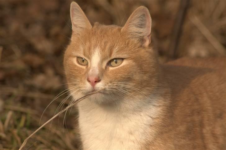 Huskat Millions | Magnus | billede 14