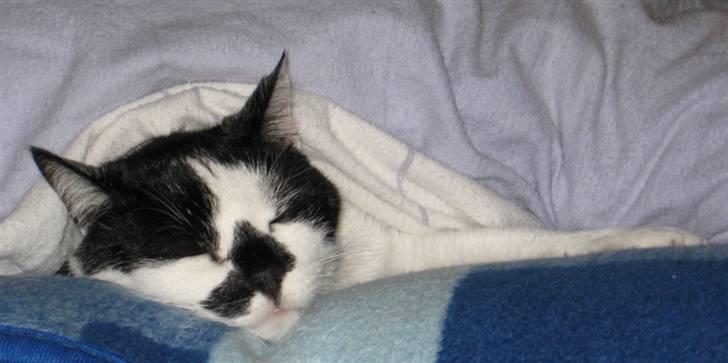 Huskat Buster - Under dynen - dejligt billede 6