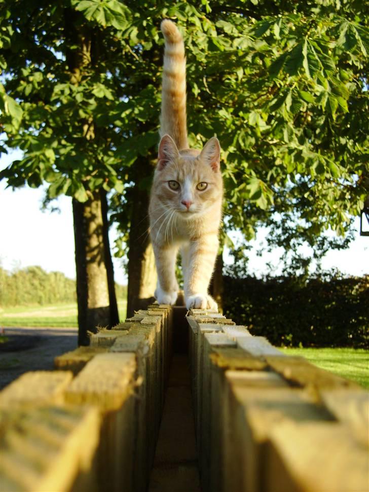 Huskat Millions | Magnus | billede 15