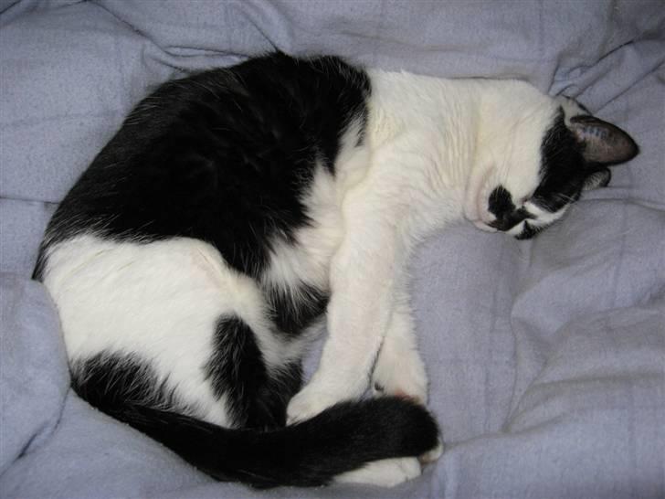 Huskat Buster - Oven på dynen - også hyggeligt. billede 7