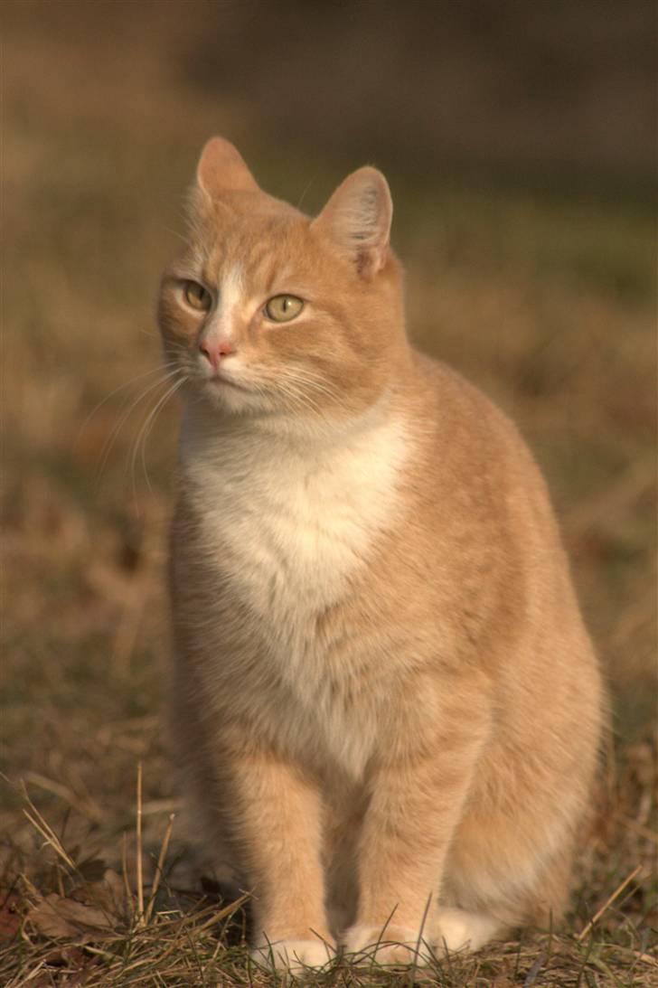 Huskat Millions | Magnus | billede 16