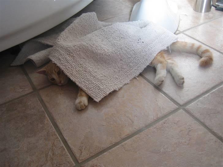 Huskat Millions | Magnus | billede 17