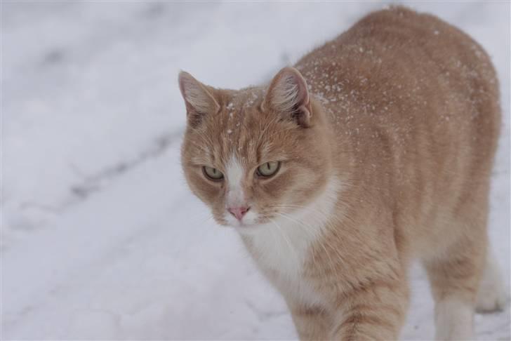 Huskat Millions | Magnus | billede 18