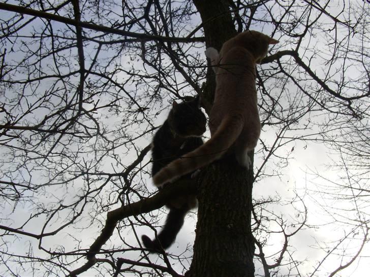 Huskat Millions | Magnus | billede 19