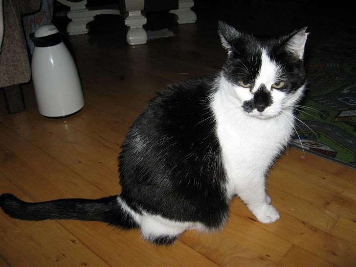 Huskat Buster - Gider du godt lige holde inde med den blitz! billede 8