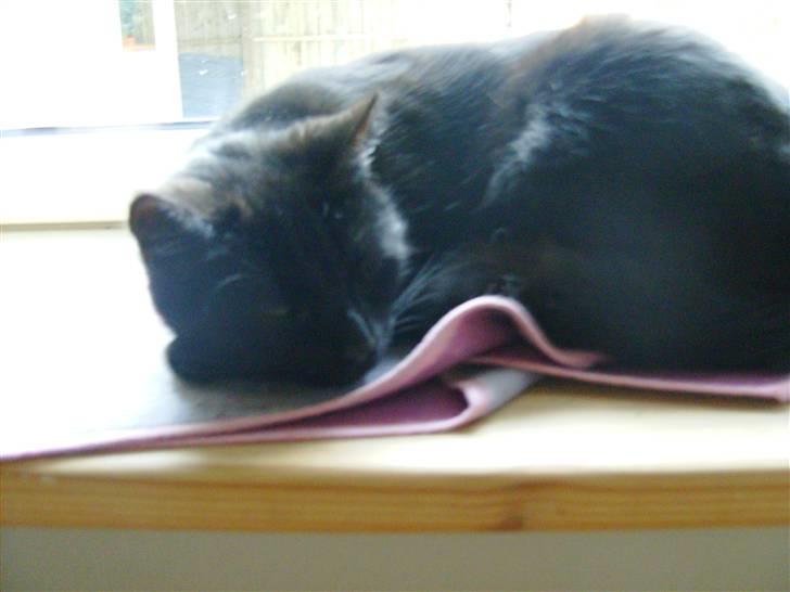 Huskat Millions | †Minni† | billede 5