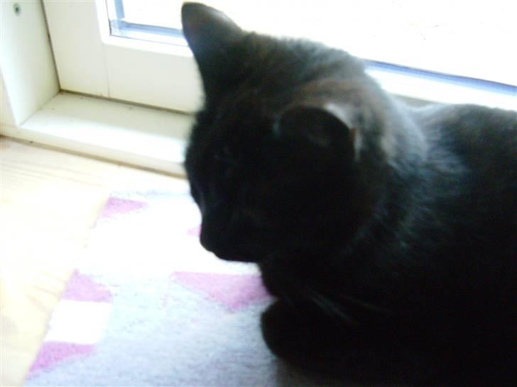 Huskat Millions | †Minni† | billede 6