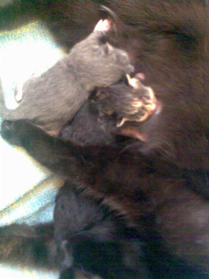 Huskat Millions | †Minni† | - Mig og ´to af mine killinger - Albert og Mille billede 7