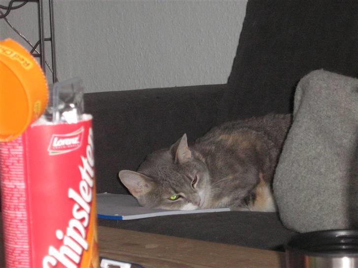 Huskat Happy - Tager jeg mig lige en lur billede 15