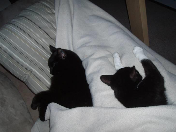 Huskat Amy - Putter med Panther.. billede 5