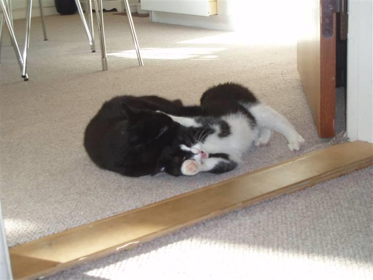 Huskat Amy - Leger med Panther.. billede 6
