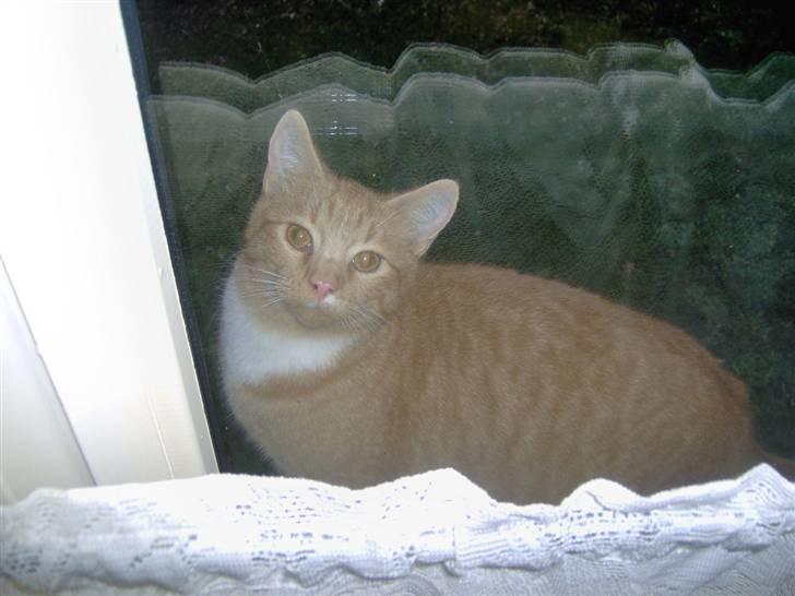 Huskat alfi <3 (nye billeder) - åben så det vindu ! billede 9