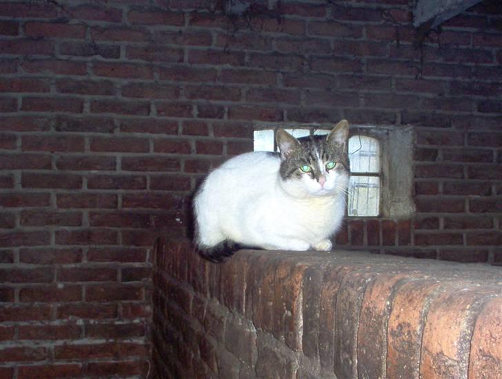 Huskat Simba  billede 1