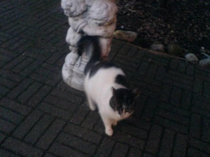 Huskat Simba  billede 2