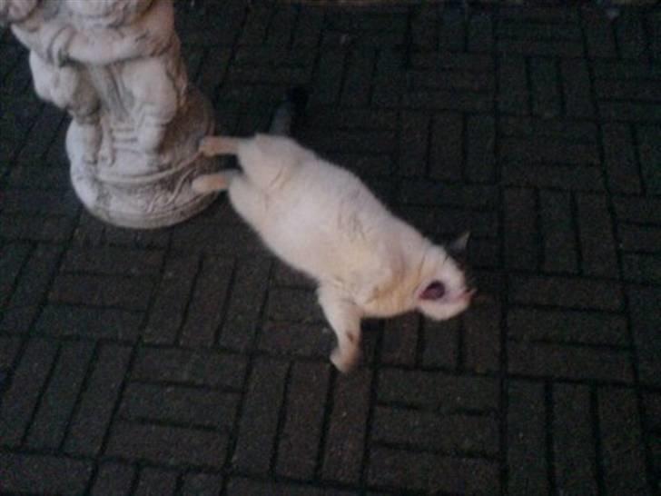 Huskat Simba  billede 3