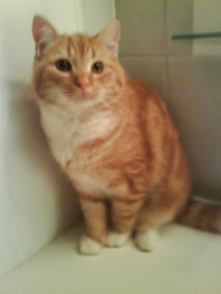 Huskat Maxi *givet væk* <33 - på badeværelset :D  billede 2