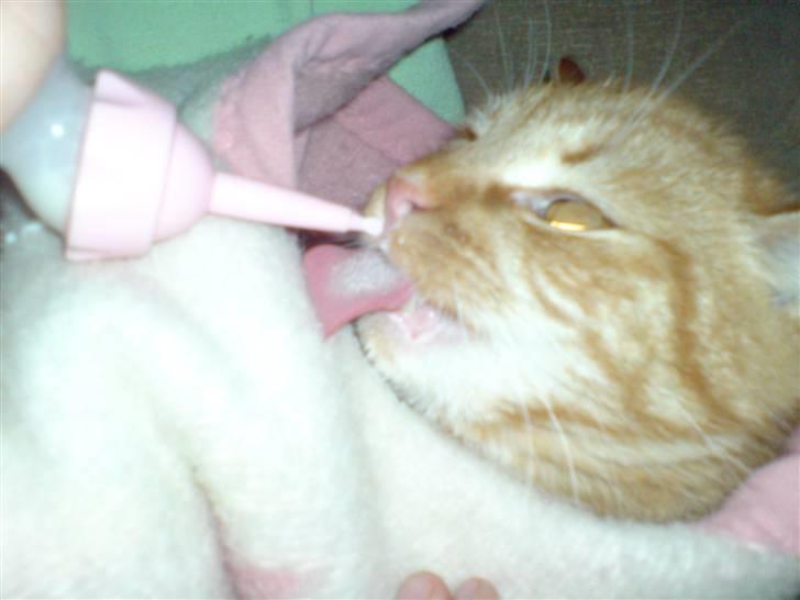 Huskat Maxi *givet væk* <33 - øhm.. maxi elsker at lege baby med lillesøster.. billede 3