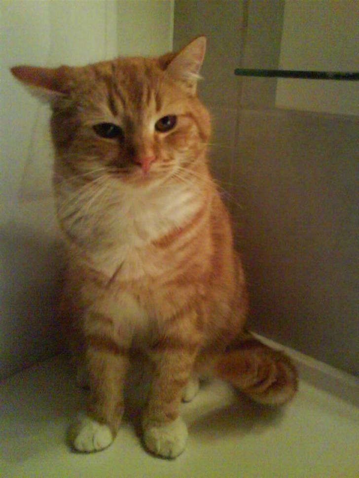 Huskat Maxi *givet væk* <33 - skævt øre billede 4