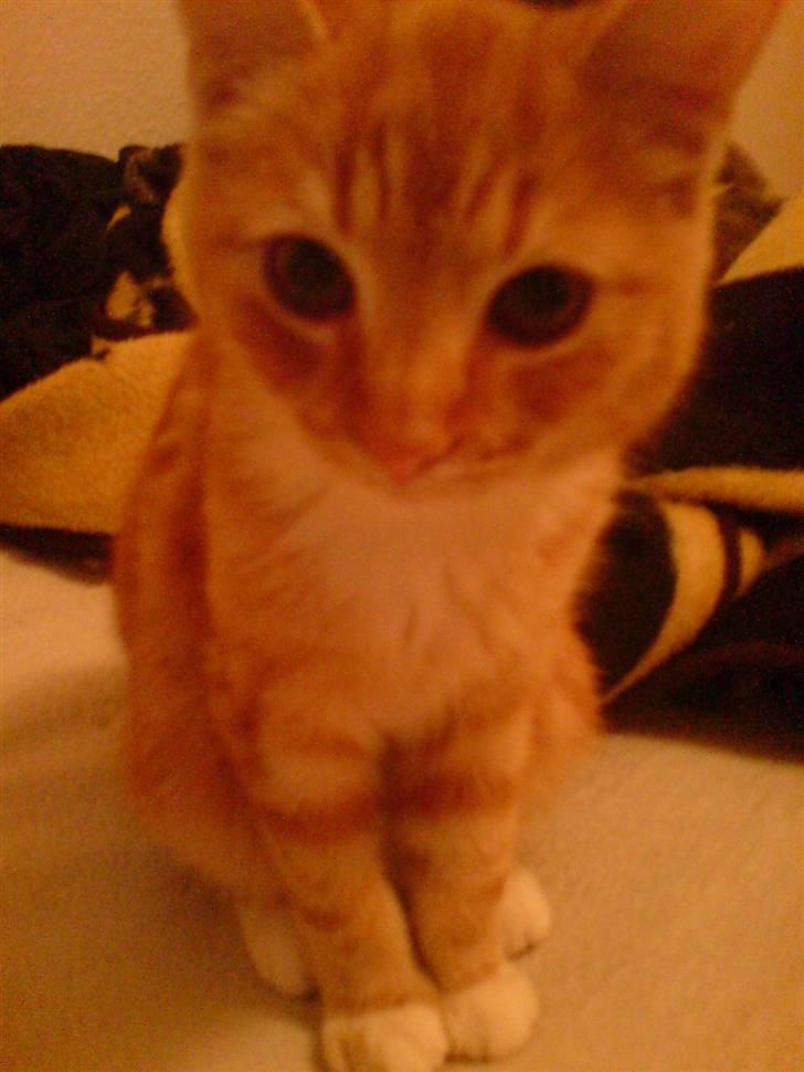 Huskat Maxi *givet væk* <33 - lige foran mobilen ;D billede 5